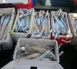 武士(SAMURAI) 釣果