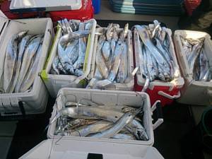 武士(SAMURAI) 釣果