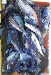 伊豆下田フィッシング 釣果