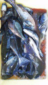 伊豆下田フィッシング 釣果