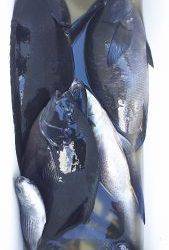 伊豆下田フィッシング 釣果