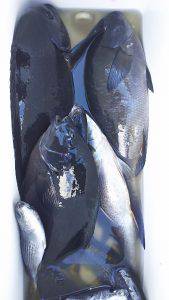 伊豆下田フィッシング 釣果