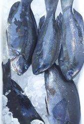 伊豆下田フィッシング 釣果