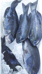 伊豆下田フィッシング 釣果