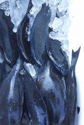 伊豆下田フィッシング 釣果