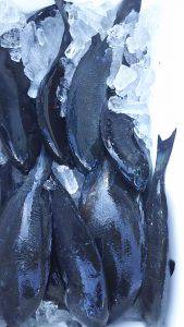 伊豆下田フィッシング 釣果