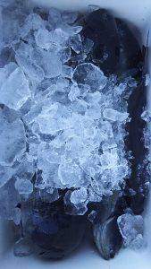 伊豆下田フィッシング 釣果