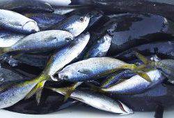 伊豆下田フィッシング 釣果