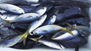 伊豆下田フィッシング 釣果