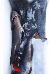 伊豆下田フィッシング 釣果