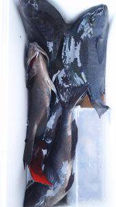 伊豆下田フィッシング 釣果