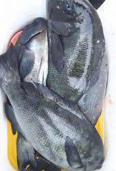 伊豆下田フィッシング 釣果