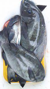 伊豆下田フィッシング 釣果