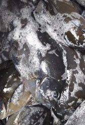 伊豆下田フィッシング 釣果