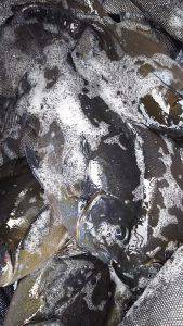 伊豆下田フィッシング 釣果