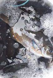 伊豆下田フィッシング 釣果