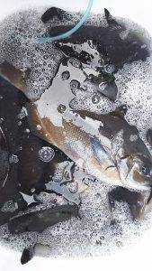 伊豆下田フィッシング 釣果