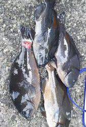 伊豆下田フィッシング 釣果