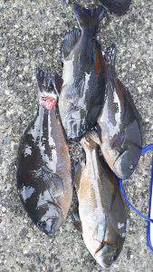 伊豆下田フィッシング 釣果