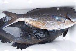 伊豆下田フィッシング 釣果