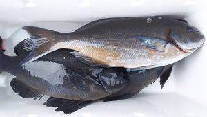 伊豆下田フィッシング 釣果