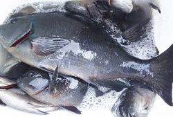 伊豆下田フィッシング 釣果