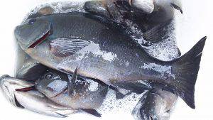 伊豆下田フィッシング 釣果