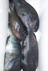 伊豆下田フィッシング 釣果