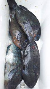 伊豆下田フィッシング 釣果