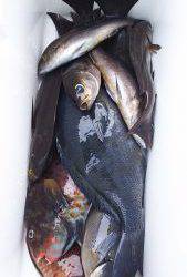 伊豆下田フィッシング 釣果