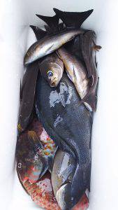 伊豆下田フィッシング 釣果