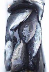 伊豆下田フィッシング 釣果