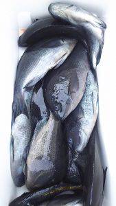 伊豆下田フィッシング 釣果