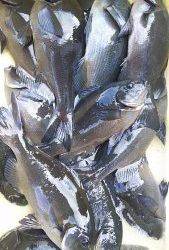 伊豆下田フィッシング 釣果