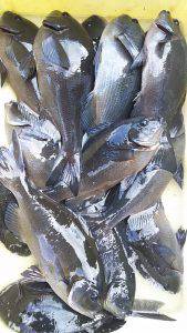 伊豆下田フィッシング 釣果