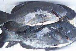 伊豆下田フィッシング 釣果