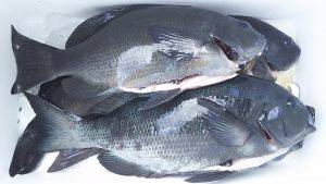 伊豆下田フィッシング 釣果