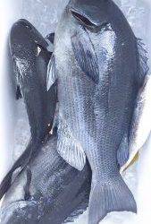 伊豆下田フィッシング 釣果