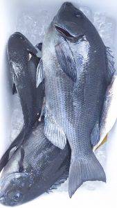 伊豆下田フィッシング 釣果