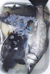 伊豆下田フィッシング 釣果