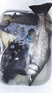 伊豆下田フィッシング 釣果