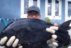 伊豆下田フィッシング 釣果