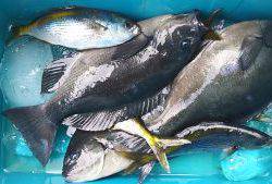 伊豆下田フィッシング 釣果