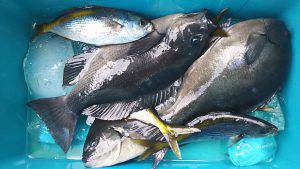 伊豆下田フィッシング 釣果