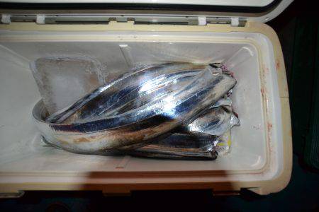 アジアマリンサービス 釣果