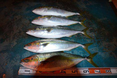 アジアマリンサービス 釣果