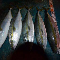 アジアマリンサービス 釣果