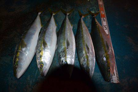 アジアマリンサービス 釣果