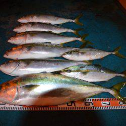 アジアマリンサービス 釣果