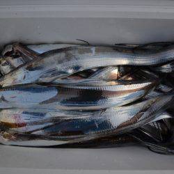 アジアマリンサービス 釣果